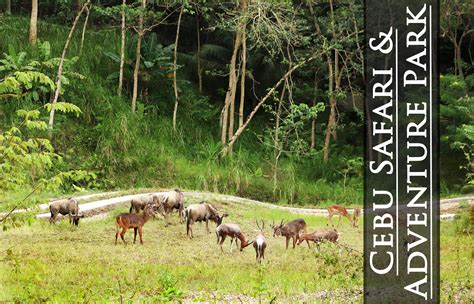 cebu safari cabin|Ultimate Guide to Cebu Safari Adventure Park » Shellwanders.